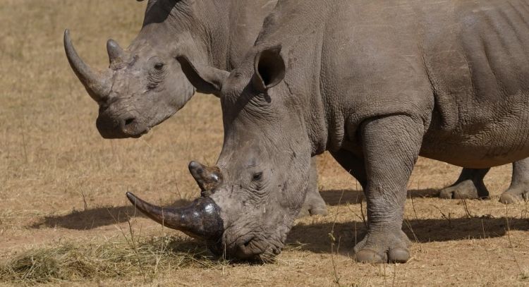 Los cazadores furtivos han matado más de 100 rinocerontes en Sudáfrica en los primeros meses de 2025