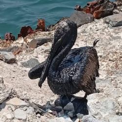 La contaminación ambiental de Pemex