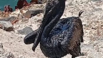 La contaminación ambiental de Pemex