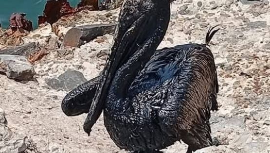 La contaminación ambiental de Pemex