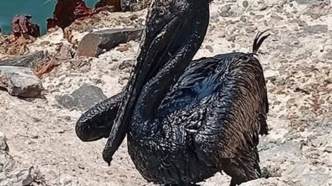 Costera de Paraíso, Tabasco amanece contaminada de chapopote; exigen a Pemex explicación (Videos)