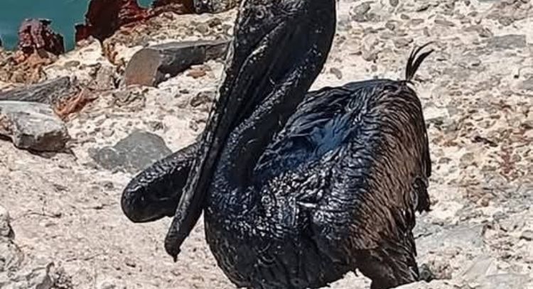 Costera de ParaÃ­so, Tabasco amanece contaminada de chapopote; exigen a Pemex explicaciÃ³n (Videos)