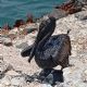 Costera de Paraíso, Tabasco amanece contaminada de chapopote; exigen a Pemex explicación (Videos)