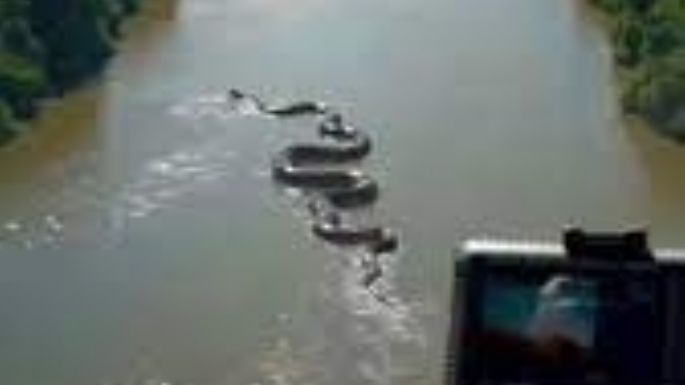 Graban a anaconda gigante en el Río Amazonas (Video)