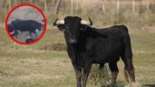 Foto ilustrativa de la nota titulada: Toro embiste a 12 personas en corrida de fiesta patronal (VIDEO)