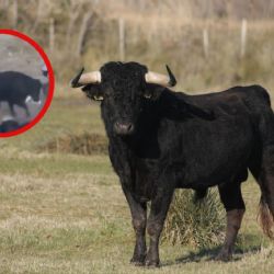 Toro embiste a 12 personas en corrida de fiesta patronal (VIDEO)