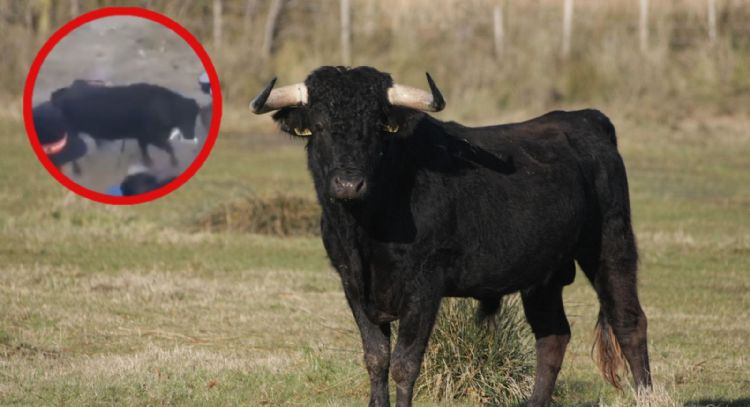 Toro embiste a 12 personas en corrida de fiesta patronal (VIDEO)
