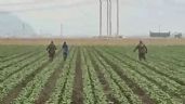 Foto ilustrativa de la nota titulada: Redadas del ICE llegan a campos agrícolas de California (Video)