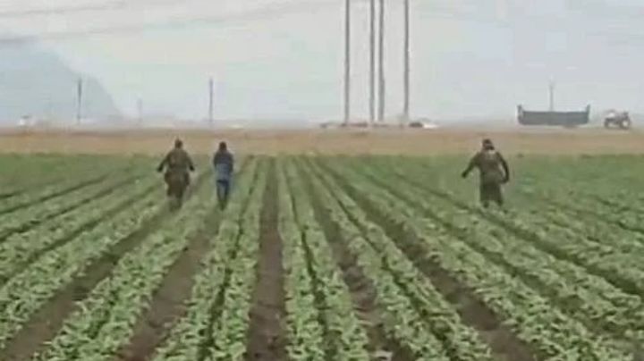 Redadas del ICE llegan a campos agrícolas de California (Video)