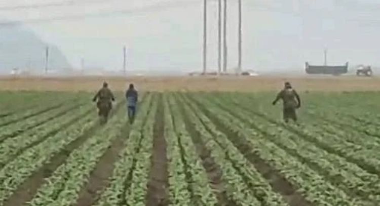Redadas del ICE llegan a campos agrícolas de California (Video)