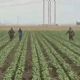 Redadas del ICE llegan a campos agrícolas de California (Video)
