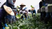 Foto ilustrativa de la nota titulada: Braceros y migrantes mexicanos, indispensables para EU
