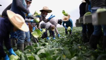 Braceros y migrantes mexicanos, indispensables para EU