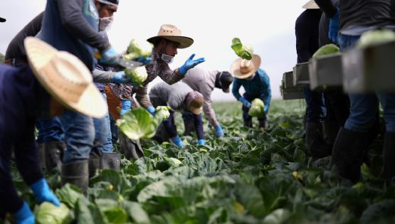 Braceros y migrantes mexicanos, indispensables para EU