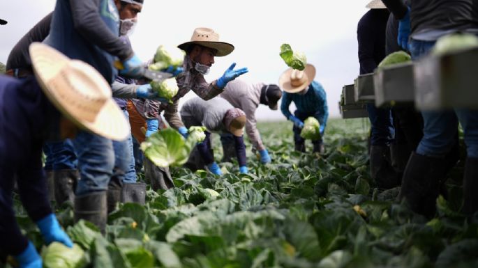 Braceros y migrantes mexicanos, indispensables para EU
