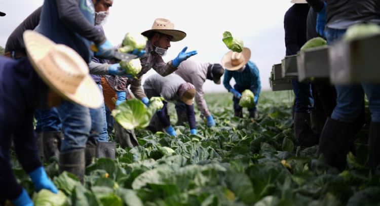 Braceros y migrantes mexicanos, indispensables para EU