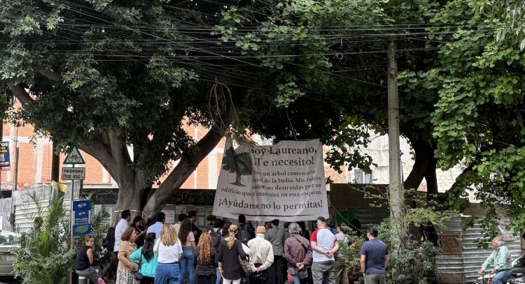 Conceden suspensión provisional para evitar la tala del árbol centenario Laureano