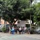 Conceden suspensión provisional para evitar la tala del árbol centenario Laureano