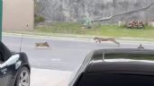 Foto ilustrativa de la nota titulada: Captan a puma cazando a un gato en fraccionamiento de Monterrey (Videos)