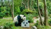 Foto ilustrativa de la nota titulada: Cumpleaños 35 de Xin Xin, única panda gigante de Latinoamérica, se festejará en Chapultepec
