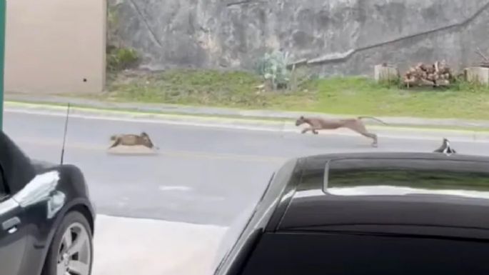 Captan a puma cazando a un gato en fraccionamiento de Monterrey (Videos)