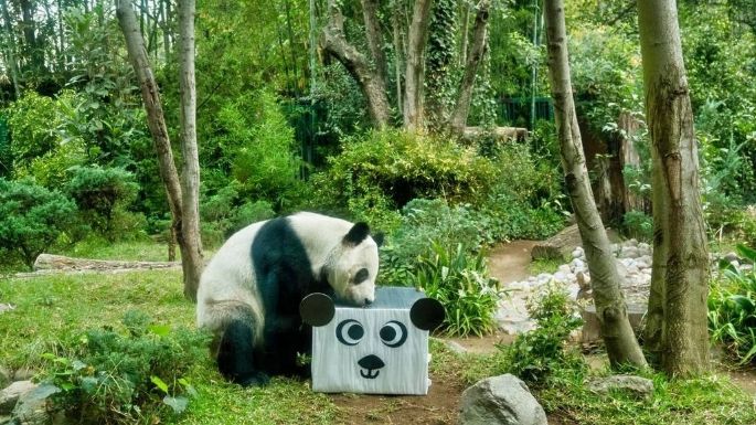 Cumpleaños 35 de Xin Xin, única panda gigante de Latinoamérica, se festejará en Chapultepec