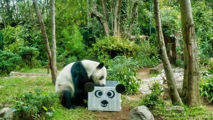 Cumpleaños 35 de Xin Xin, única panda gigante de Latinoamérica, se festejará en Chapultepec