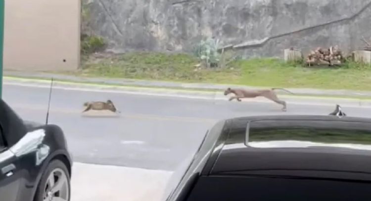 Captan a puma cazando a un gato en fraccionamiento de Monterrey (Videos)