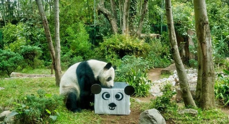 Cumpleaños 35 de Xin Xin, única panda gigante de Latinoamérica, se festejará en Chapultepec