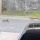 Captan a puma cazando a un gato en fraccionamiento de Monterrey (Videos)