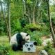 Cumpleaños 35 de Xin Xin, única panda gigante de Latinoamérica, se festejará en Chapultepec