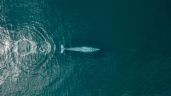 Foto ilustrativa de la nota titulada: Denuncian riesgo para ballenas por proyecto de CFE en BC Sur