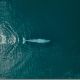 Denuncian riesgo para ballenas por proyecto de CFE en BC Sur