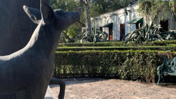 Analizan el fideicomiso del Museo Dolores Olmedo; “cambiar de fiduciaria fue irregularidad”