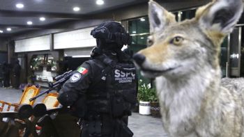 Autos de lujo y animales exóticos: las imágenes del megaoperativo (Fotogalería y video)