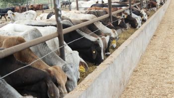 EU anuncia reapertura de la frontera para el ganado mexicano
