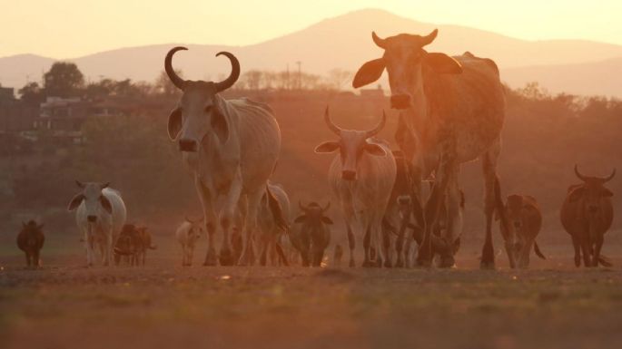 Exportaciones ganaderas frenadas por gusano barrenador dejan pérdidas por 700 mdd: Comecarne