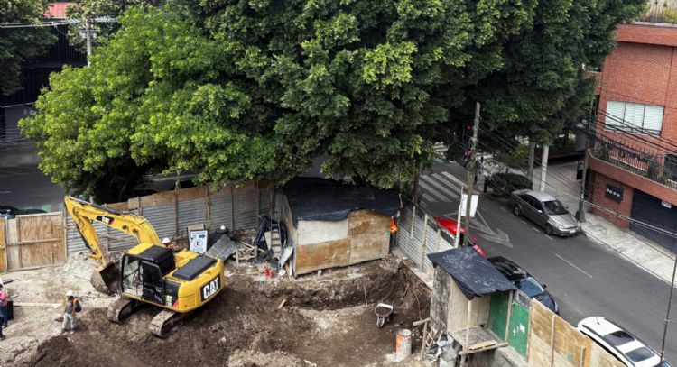 Vecinos exigen a inmobiliaria que no sea talado "Laureano", un árbol de 100 años en la Benito Juárez