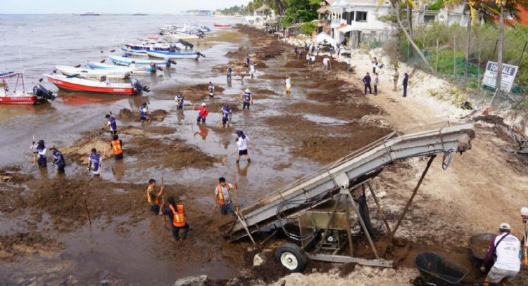 Sargazo llega al Caribe mexicano en cifras nunca antes vistas