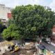 Vecinos exigen a inmobiliaria que no sea talado "Laureano", un árbol de 100 años en la Benito Juárez
