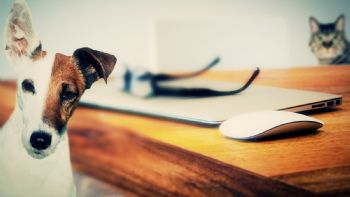 CURP de mascotas: cómo sacarlo y en qué casos aplica la multa por no tramitar el RUAC
