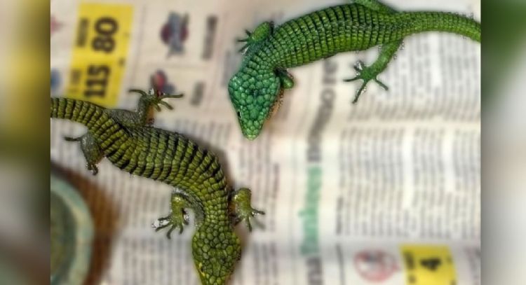 Vinculan a proceso a hombre con 299 reptiles en peligro de extinción en su equipaje en el AICM