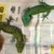 Vinculan a proceso a hombre con 299 reptiles en peligro de extinción en su equipaje en el AICM