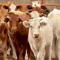 Confirman un segundo caso de gusano barrenador en Tamaulipas