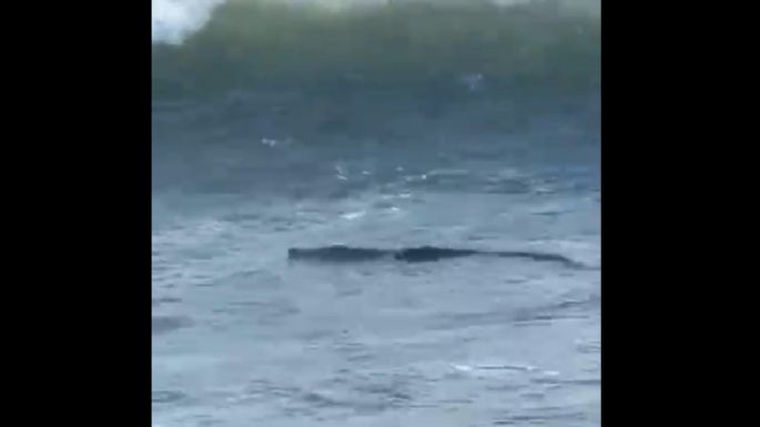 Captan a un cocodrilo en la zona Diamante de Acapulco (Video)