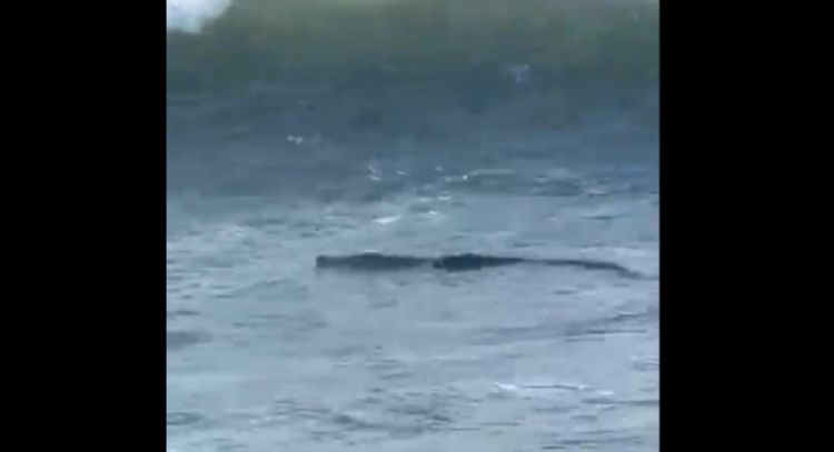 Captan a un cocodrilo en la zona Diamante de Acapulco (Video)