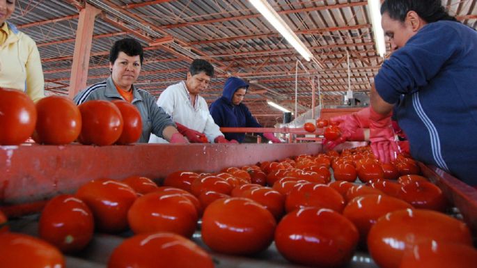 México acusa a EU de motivación política tras el arancel de 17.09% al jitomate