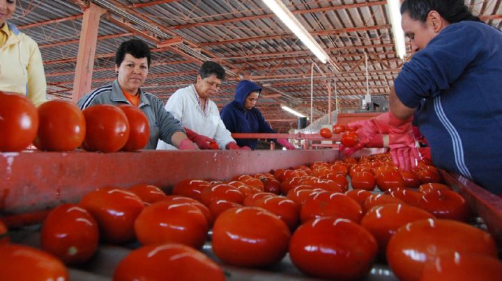 México acusa a EU de motivación política tras el arancel de 17.09% al jitomate
