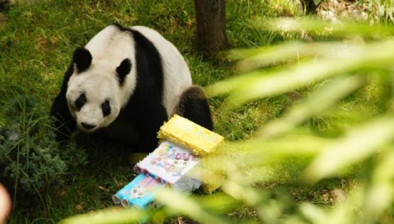La panda gigante Xin Xin está “en la etapa final de su vida”: Sedema