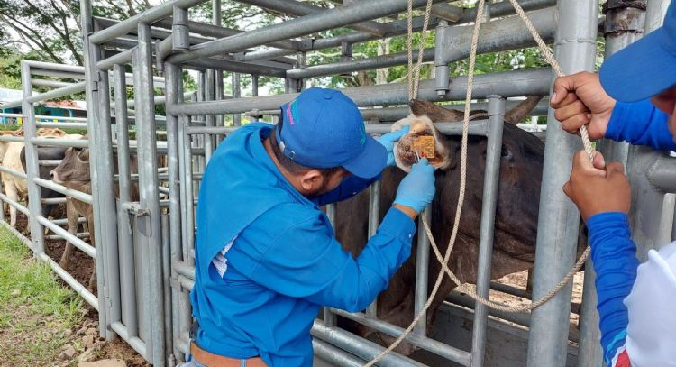 Embarque de ganado nicaragüense a planta de SuKarne preocupa a ganaderos por gusano barrenador